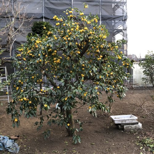 実だくさんの柚子の樹を剪定しましょう 川崎造園